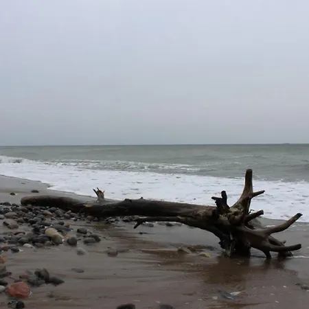 Seestern *
